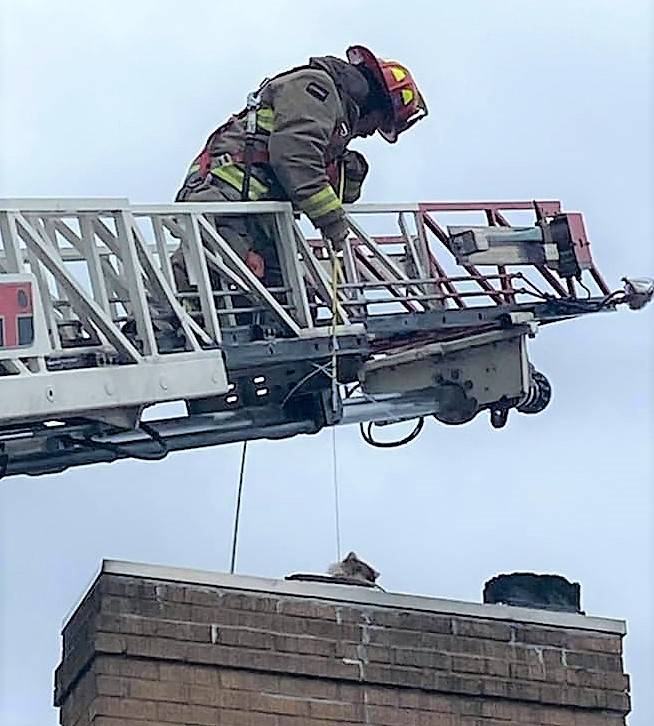 <p>FACEBOOK PHOTO, CHRIS WHYNOT</p><p>Stewart Campbell, a member of the Liverpool Fire Department, safely pulls out one of the raccoons from inside a chimney.</p>