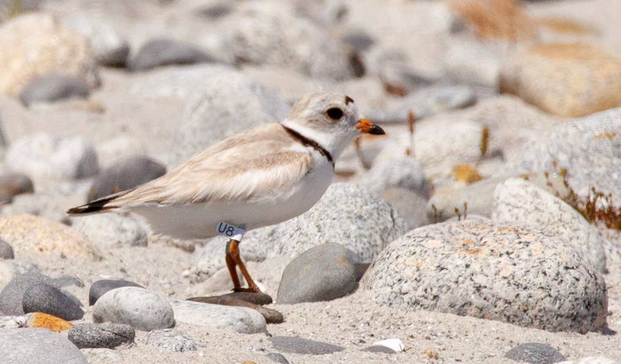 <p>PARKS CANADA PHOTO</p><p>Nesting species at risk, Piping Plovers, on St. Catherine&#8217;s river beach on the Atlantic Ocean, Kejimkujik National Park Seaside Adjunct. The birds blend in well with the rocks and the sand of beaches making them difficult to spot.</p>