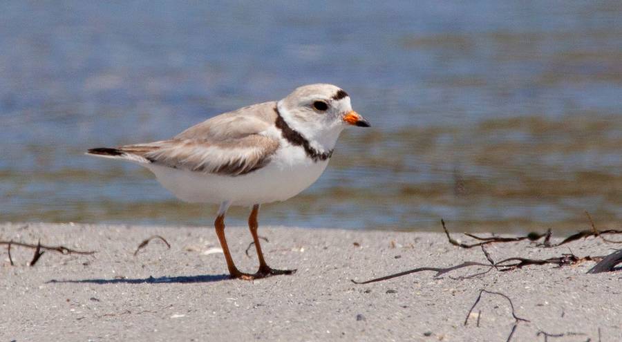 <p>PARKS CANADA PHOTO</p><p>Nesting species at risk, Piping Plovers, on St. Catherine&#8217;s river beach on the Atlantic Ocean, Kejimkujik National Park Seaside Adjunct.</p>