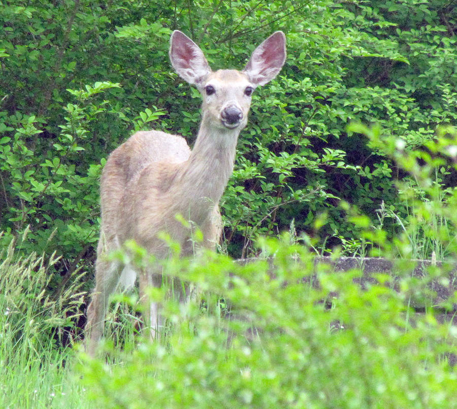 <p>KEITH CORCORAN, PHOTO</p><p>Residents in Mahone Bay will not get fined for feeding wildlife, like this deer spotted outside town limits, now that civic politicians defeated final reading of a proposed ban.</p>