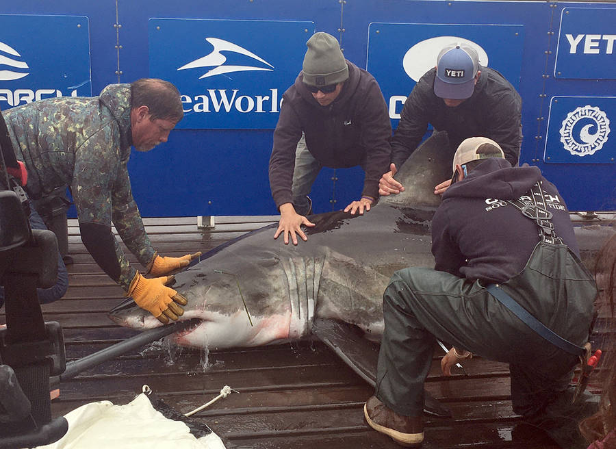 <p>FILE PHOTO</p><p>A three-metre, 255 kilogram white shark is stabilized after capture so a tracking tag and scientific samples are collected before the animal is released back into the ocean. This male shark, later named Shaw, was tagged by U.S.-based research group, Ocearch, off the coast of Lunenburg County in 2019. Another shark, Ironbound, tagged during the same Ocearch expedition to the province, emitted a tracking ping close to shore in the Green Bay area this month, prompting a message of caution from the organization.</p>