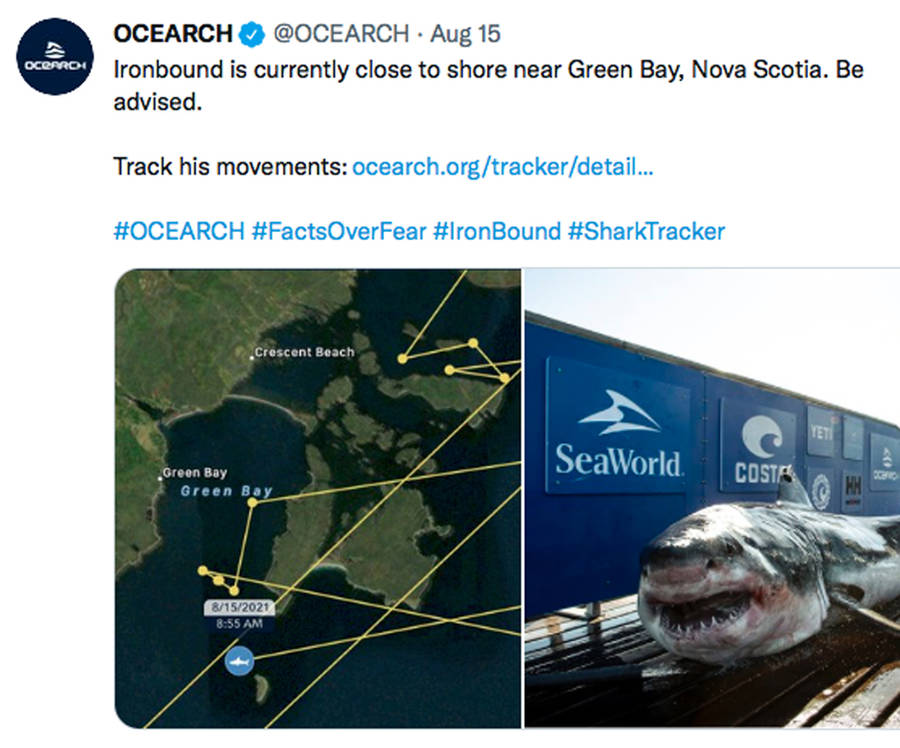 <p>A screengrab of a recent Ocearch message posted on Twitter.</p>