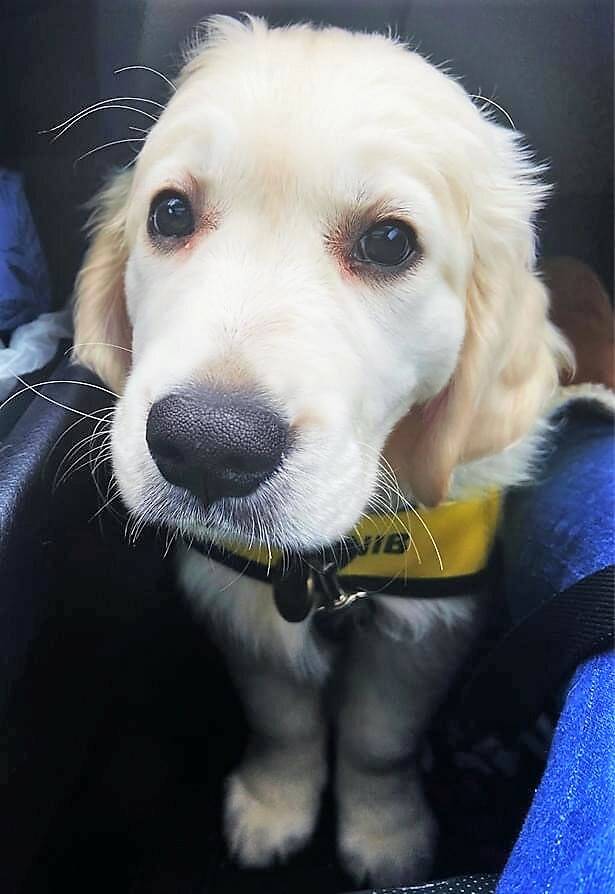 <p>CONTRIBUTED PHOTO</p><p>Chestnut, a 12-week-old CNIB puppy in training, went missing for more than 40 hours in the Greenfield area after fireworks caused her to bolt from her puppy raisers.</p>