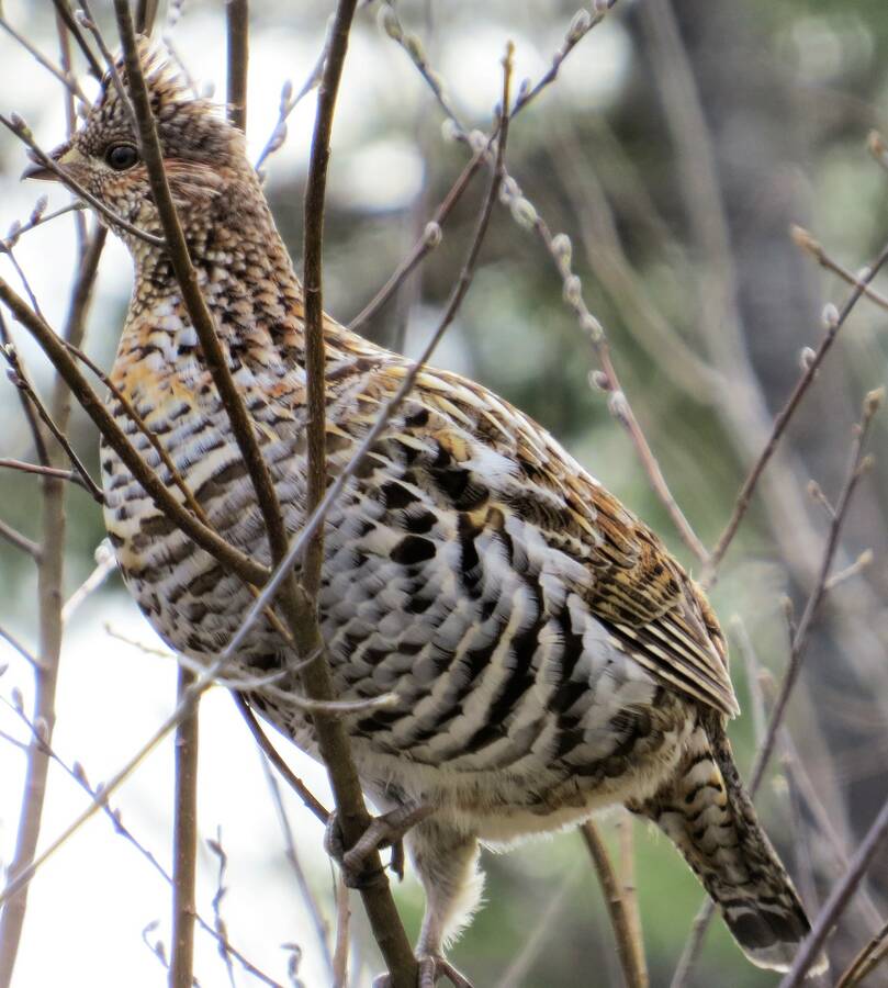 <p>JAMES HIRTLE PHOTO</p><p>This photo of a ruffed grouse was taken recently.</p>