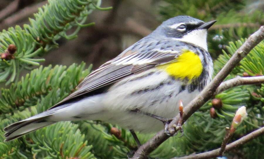 <p>JAMES HIRTLE PHOTO</p><p>A yellow-rumped warbler was spotted in Cherry Hill May 1.</p>