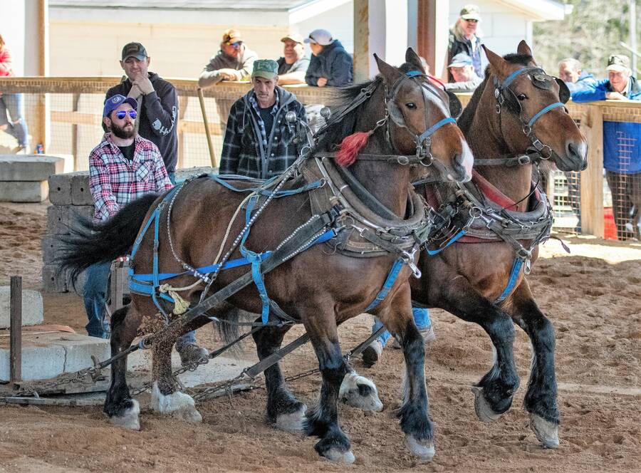 <p>CK PHOTOGRAPHY</p><p>Cody Atwood and his team show off their power at the New Ross horse and ox pulls May 7.</p>