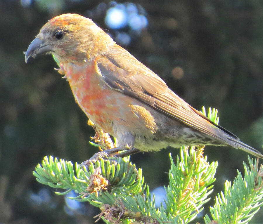 <p>JAMES HIRTLE PHOTO</p><p>A red crossbill found in East LaHave.</p>