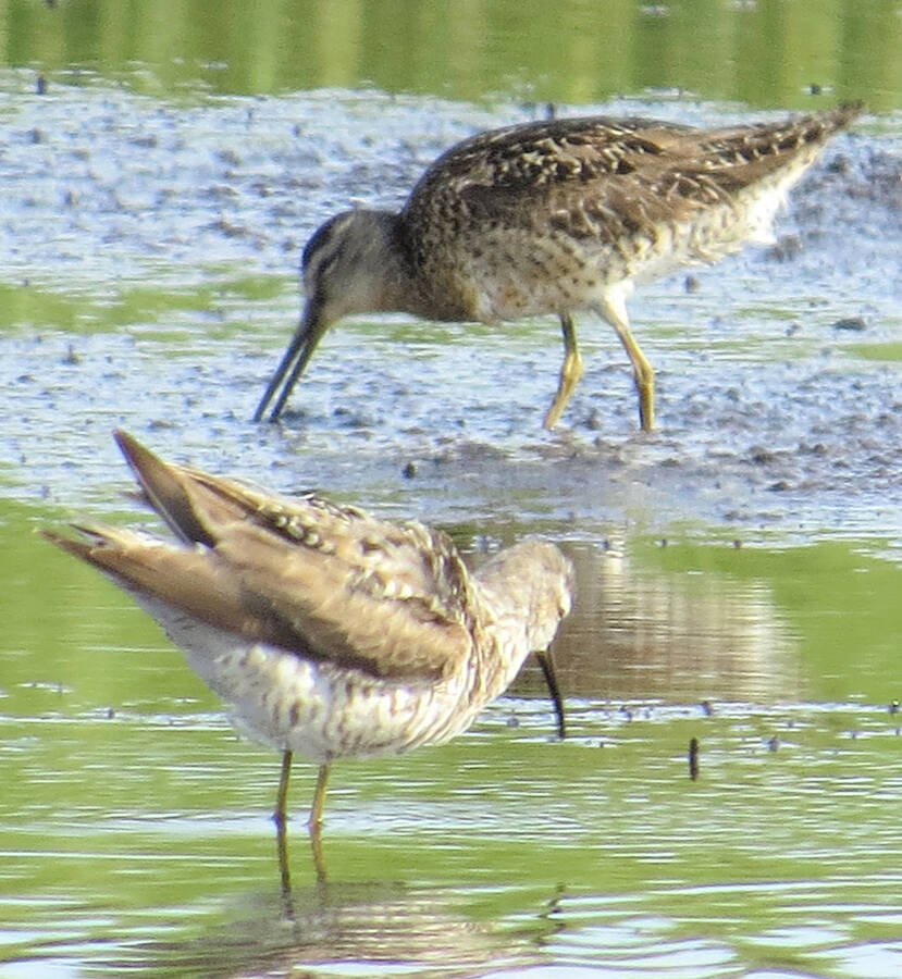 <p>JAMES HIRTLE PHOTO</p><p>A stilt sandpiper (foreground) and a short-billed dowitcher found at Sand Dollar beach in Rose Bay.</p>
