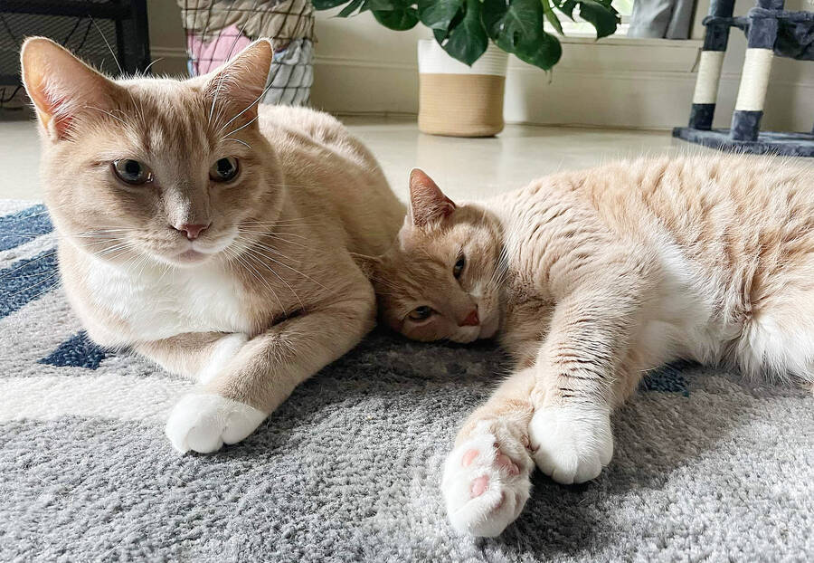 <p>KELLY INGLIS PHOTO</p><p>Bonded siblings Lemon Loaf and Sourdough (now known as Fish and Chips) recently found their new home together.</p>