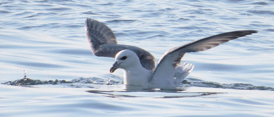 <p>JAMES R. HIRTLE PHOTO</p><p>A northern fulmar spotted at Brier Island</p>