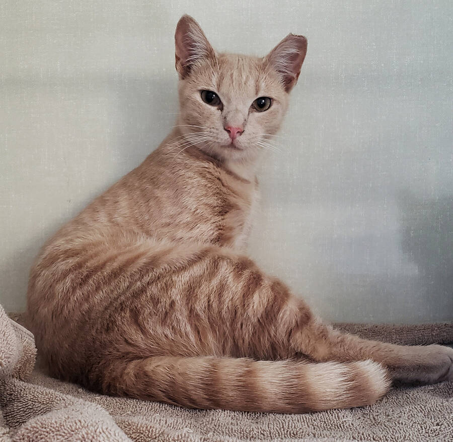 <p>KELLY INGLIS PHOTO</p><p>Adoptable Dani strikes a pose to help her find her forever home. Dani is a friendly six-month-old female cream tabby.</p>