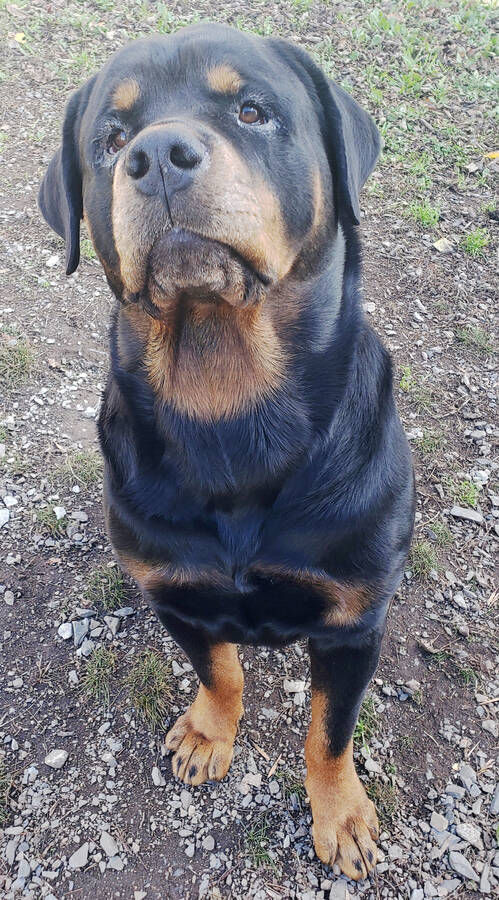 <p>KELLY INGLIS PHOTO</p><p>Nova is a four-year-old Rottweiler looking for a breed-experienced home.</p>