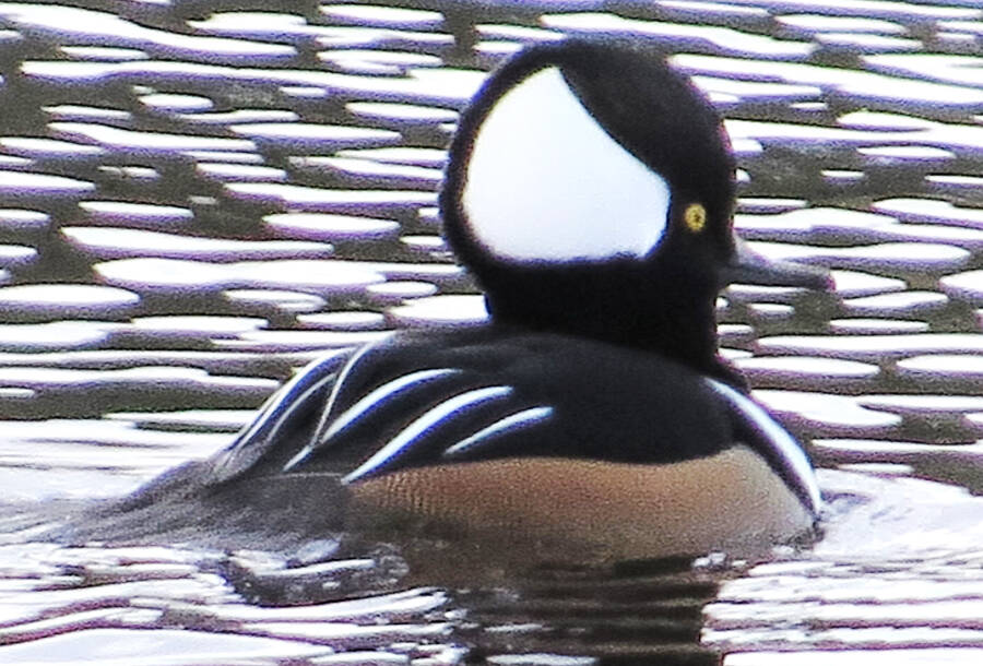 <p>JAMES HIRTLE PHOTO</p><p>A hooded merganser found at Fort Point in LaHave &#0010;Nov. 13.</p>