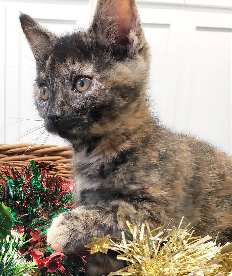 <p>Kelly Inglis PHOTO</p><p>Flair, an eight-week-old torti female, was exploring a basket of garland while we decorated the shelter for the holidays.</p>