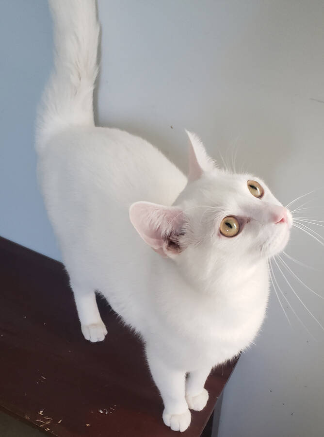 <p>Kelly Inglis PHOTO</p><p>Snowflake is a handsome, one-year-old male, looking for a forever home that can accommodate both him and his nearly-identical brother, Snowball.</p>