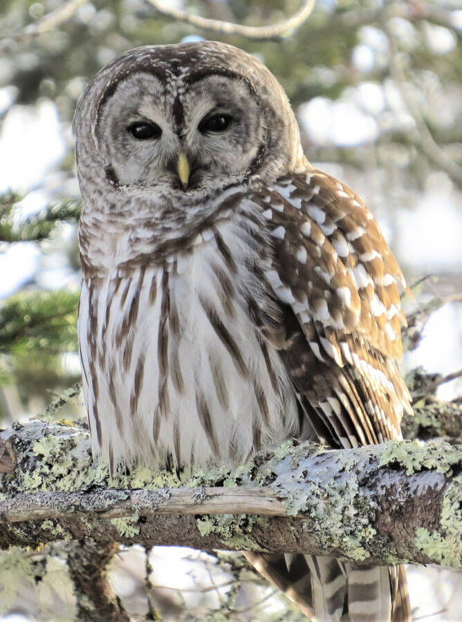 <p>Peter Zwicker</p><p>On Jan. 8, Peter Zwicker, was able to get some great photos of this barred owl in Petite Riviere.</p>