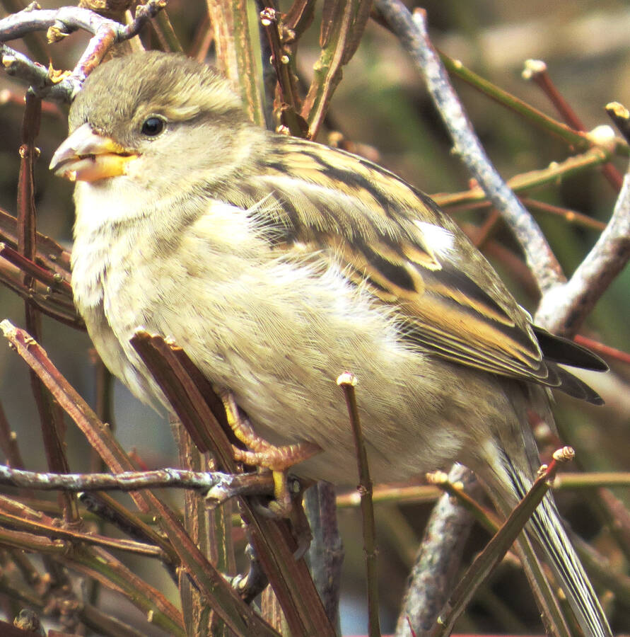 <p>JAMES HIRTLE PHOTO</p><p>A house sparrow spotted in Lunenburg Jan. 1.</p>