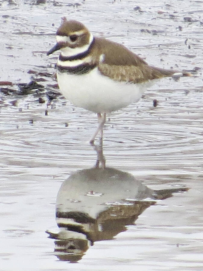 <p>JAMES HIRTLE PHOTO</p><p>A killdeer was spotted in Fader&#8217;s Cove Feb. 19.</p>