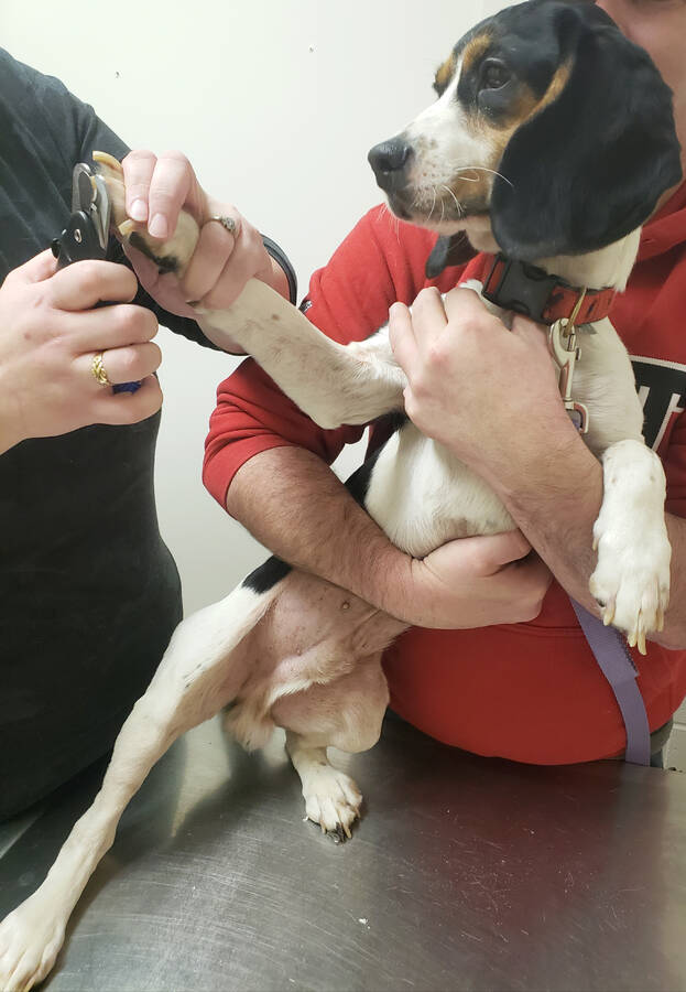 <p>Kelly Inglis PHOTO</p><p>Four-year-old Reggie getting a much-needed nail trim.</p>