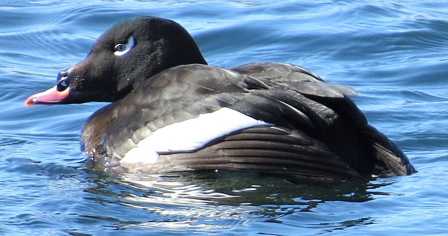 <p>JAMES HIRTLE PHOTO</p><p>A white-winged scoter was discovered in Lunenburg March 5.</p>