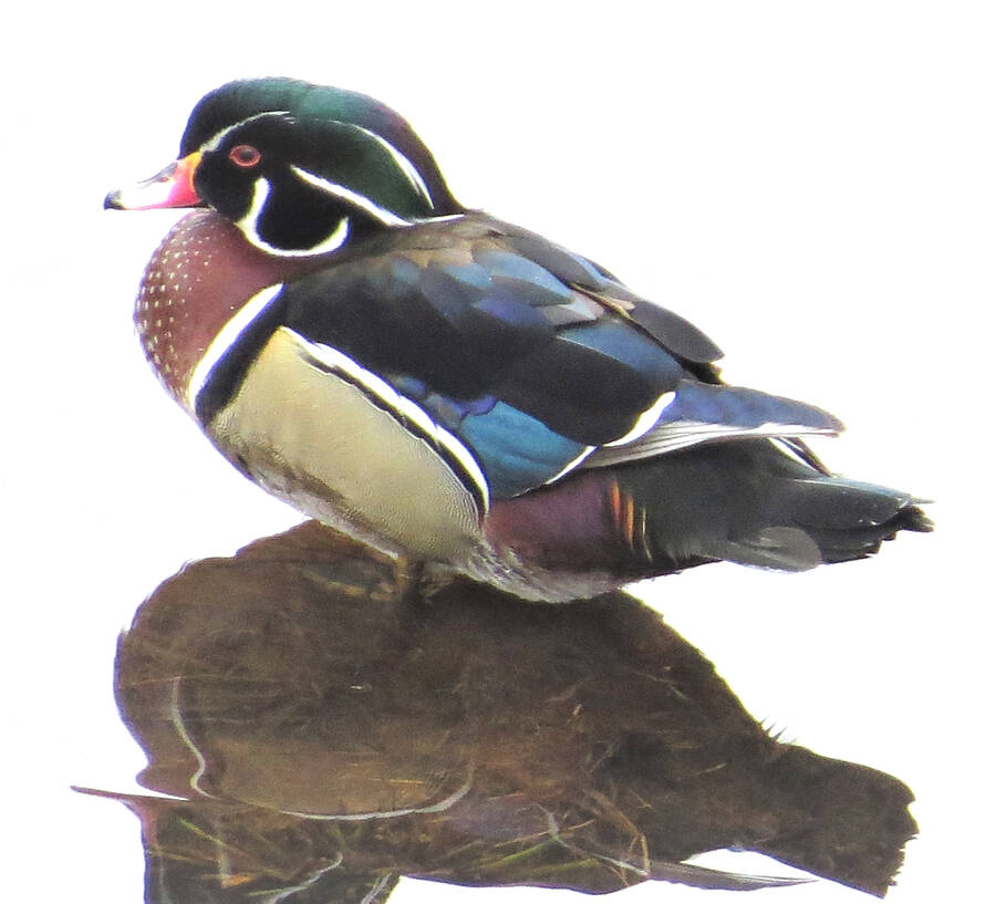 <p>JAMES HIRTLE PHOTO</p><p>This beautiful wood duck was spotted in Sunnybrook March 10.</p>