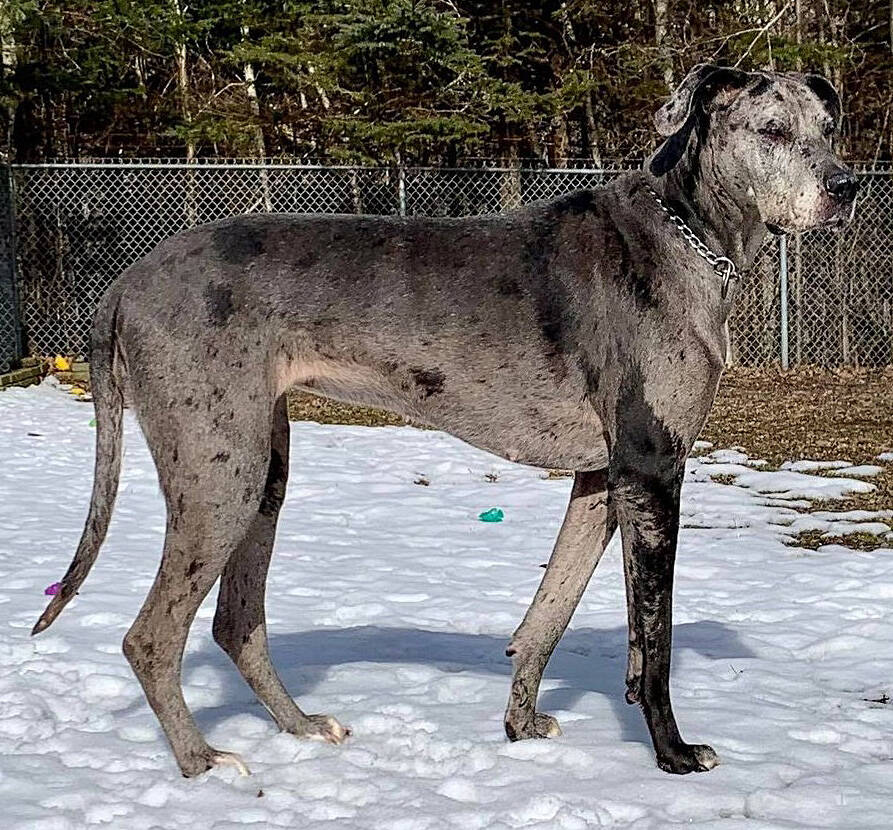 <p>Kelly Inglis PHOTO</p><p>Elegant Ashta is a four-year-old female Great Dane who is grieving the loss of her human dad.</p>