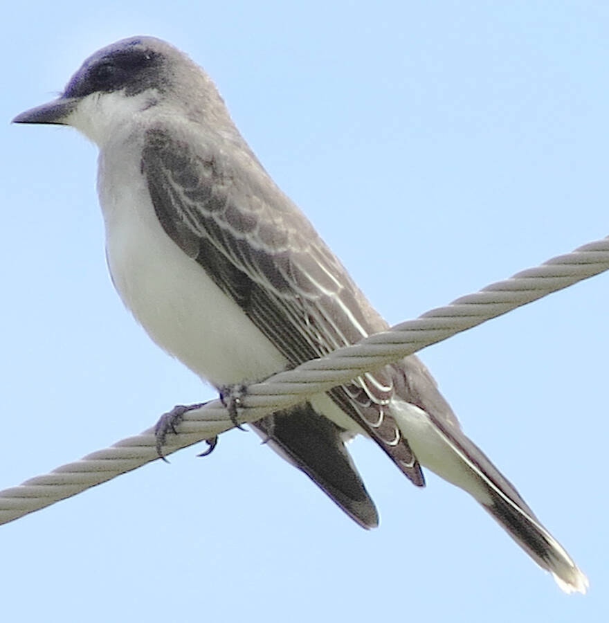 <p>JAMES HIRTLE PHOTO</p><p>An Eastern Kingbird found in Grand Pr&#233; Aug. 7.</p>