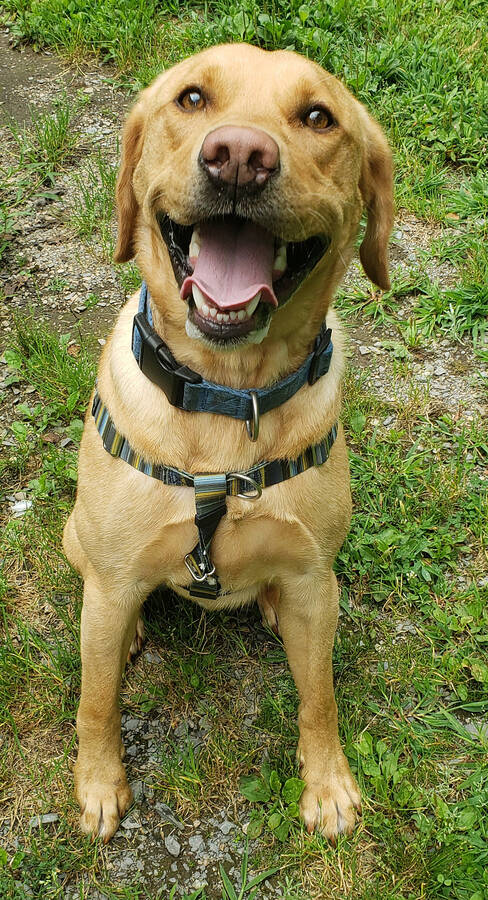 <p>KELLY INGLIS PHOTO</p><p>Newt is a happy, high energy, two-year-old Lab looking for a loving, structured home.</p>