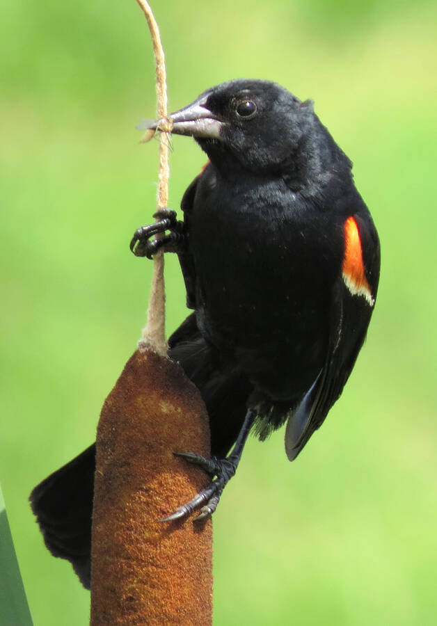 <p>JAMES HIRTLE PHOTO</p><p>A red-winged blackbird found in Grand Pre Aug. 7.</p>