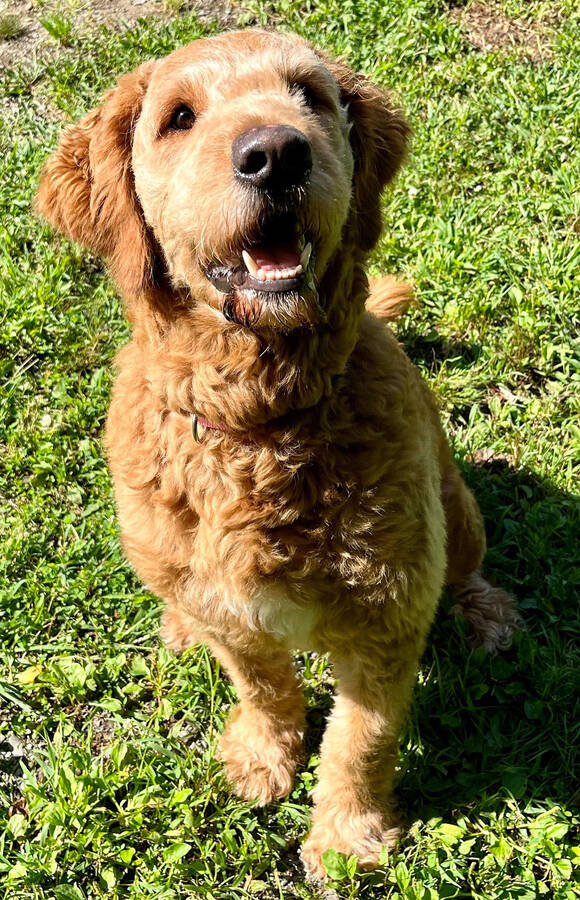 <p>GRACE BRUHM PHOTO</p><p>Ben is a very energetic and loving goldendoodle who will need regular grooming; he is three years old.</p>