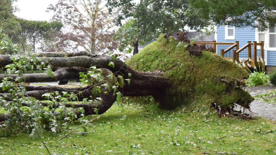 <p>Kevin McBain PHOTO</p><p>This massive tree located in a yard in Pleasantville was no match for post-tropical storm Lee.</p>