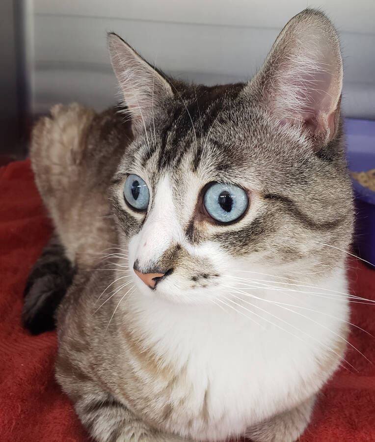 <p>KELLY INGLIS PHOTO</p><p>Devin is a curious four-year-old Siamese/tabby mix who was recently neutered and is now available for adoption.</p>
