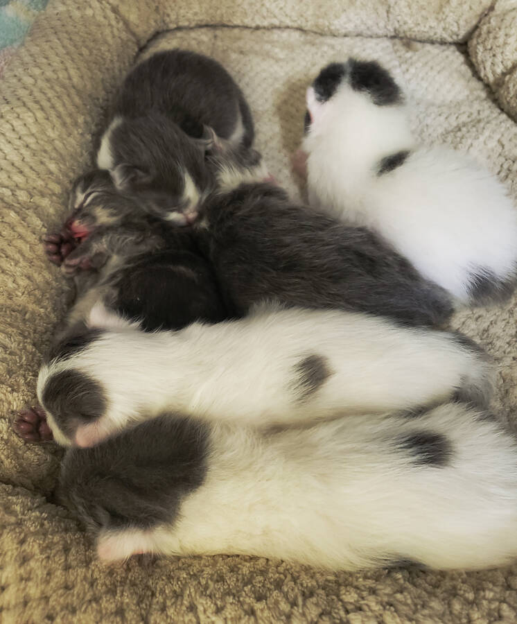 <p>KELLY INGLIS PHOTO</p><p>Pictured are mama Beachcomber&#8217;s six, week-old kittens; Seal, Shark, Starfish, Coral, Urchin, and Snail. They will be available for adoption when they reach eight weeks old.</p>