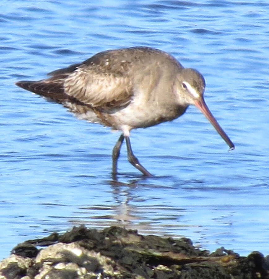 <p>JAMES HIRTLE PHOTO</p><p>A rare sighting in Nova Scotia - a Hudsonian godwit. This one was found on Sand Dollar beach in Rose Bay on Sept. 17.</p>