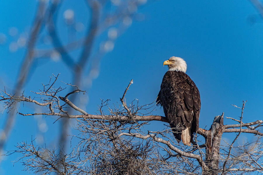 <p>ALEC JARDINE PHOTO</p><p>The majestic bald eagle can be found throughout the province.</p>