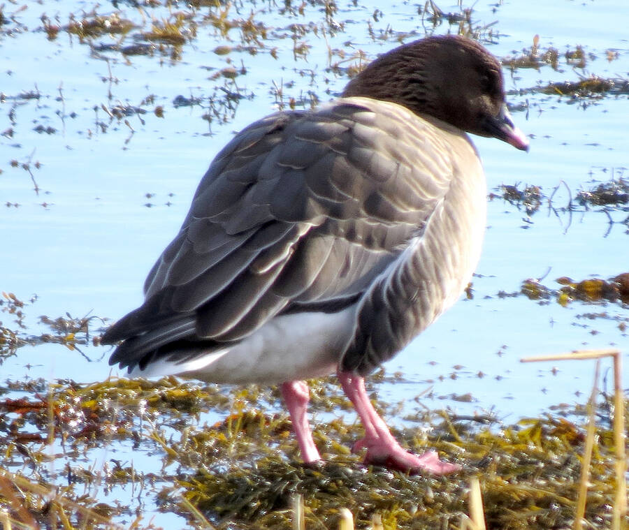 <p>The pink footed goose, pictured in Lunenburg on Dec. 26.</p>